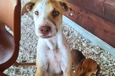 Bungalow à Fakarava  - FAKARAVA -  Bungalow SeaBreeze  1