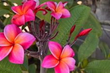 Maison à Maharepa - MOOREA - Hitiarii Pool House