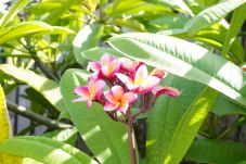 House in Maharepa - MOOREA - Hitiarii Pool House